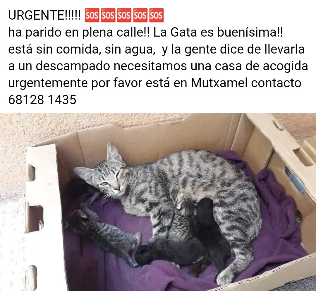 Ayuda urgente!! 😿😿😿
#mutxamel #alicante
