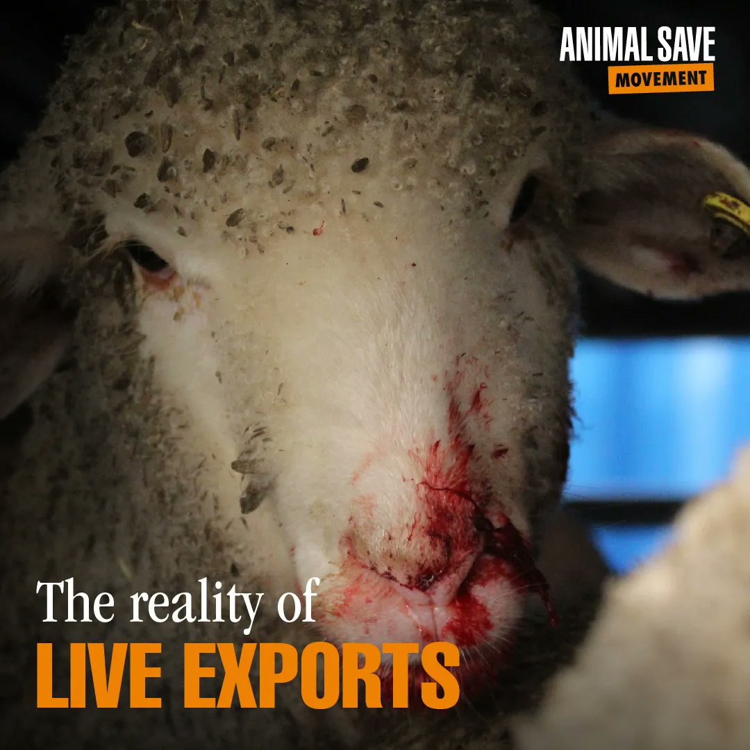 AnimalSaveCA's tweet image. Millions of animals are suffering in the name of the live export trade.  We demand change! 
@EUAgri @EU_Health   @AnnaCarenS @cem_oezdemir
@FErikSmidt @BernardClerfayt
 
The cruelty cannot continue. #BanLiveExports