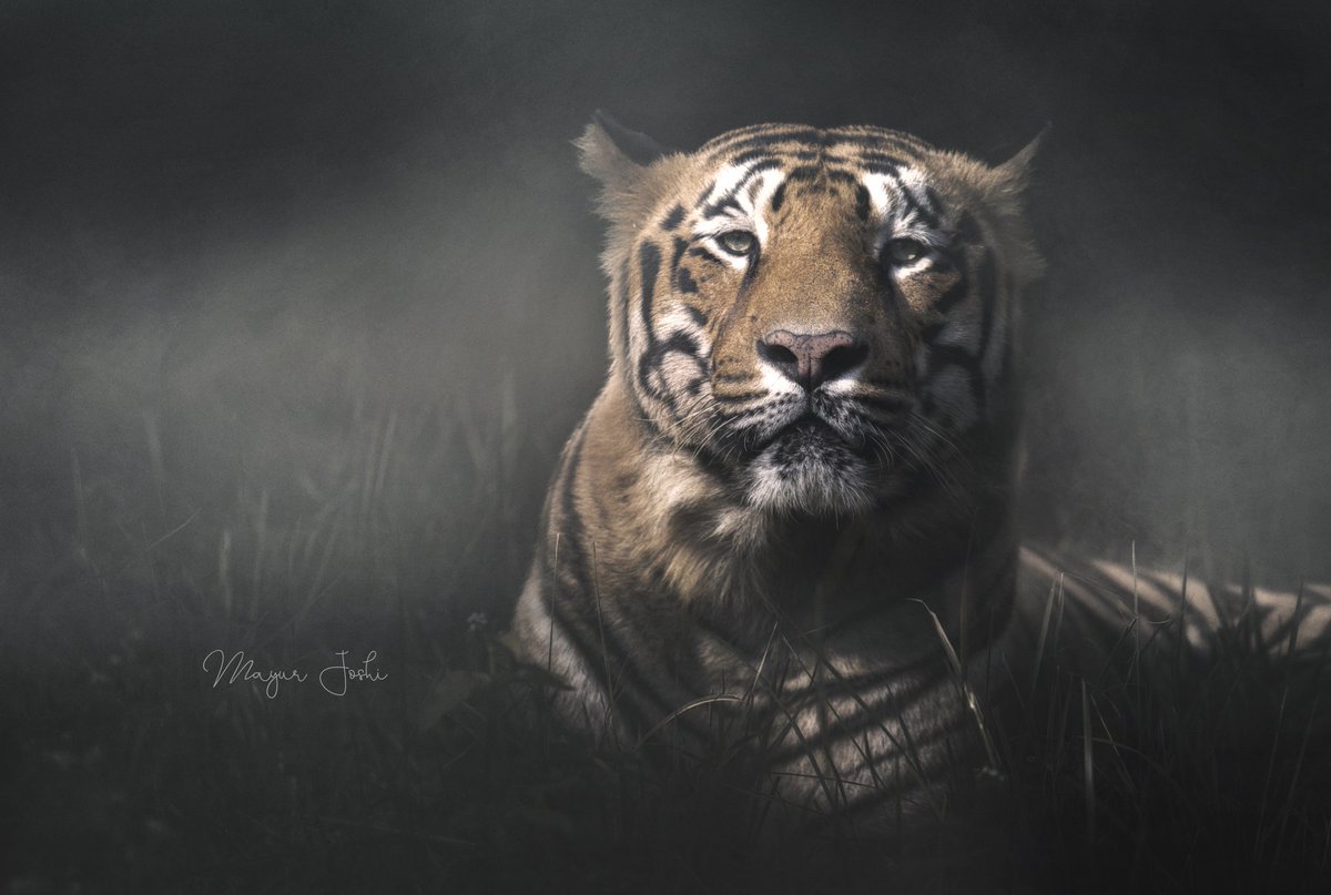 Rudra the Tiger (Tadoba).

@NatGeoPhotos
@Canon_India
@maha_tourism
#tadoba #tadobanationalpark #maharashtra_ig #maharashtra #maharashtra_clickers #pune #tiger #bigcats #wildlifephotography #wildlifeonearth #wild #wildlife #jungle #photooftheday #canonfavpic #canon #photographer