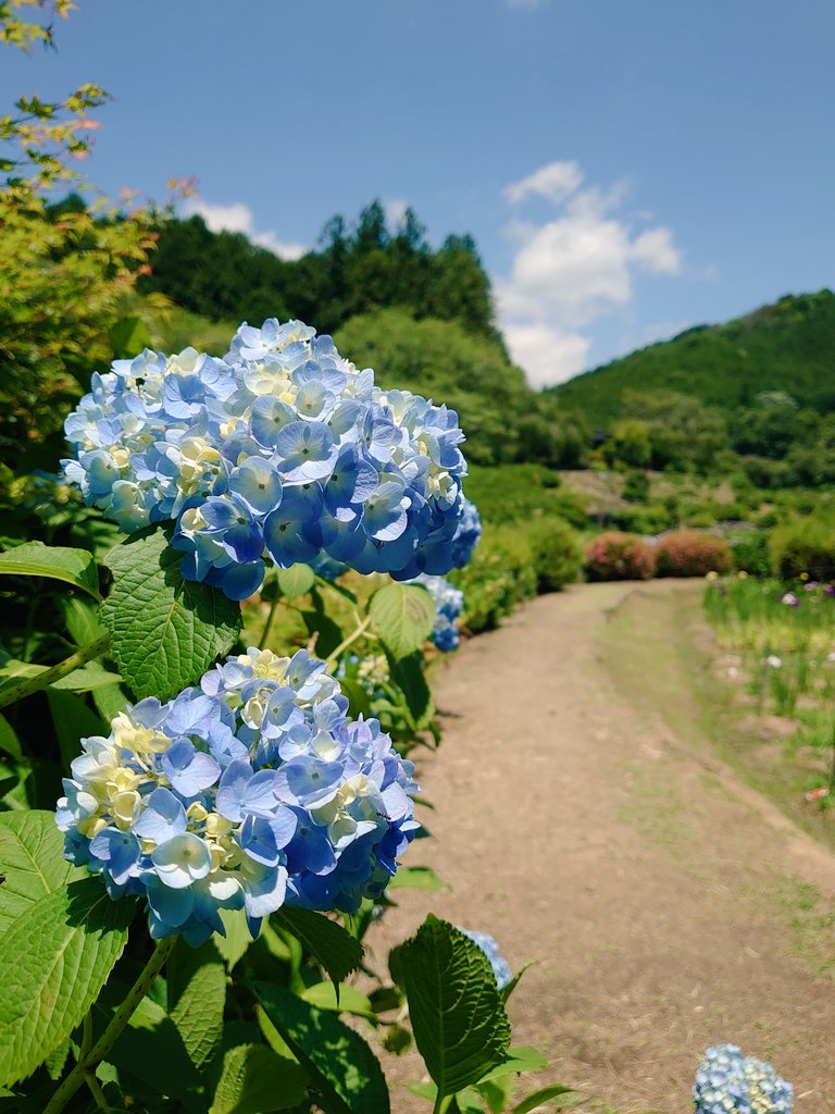 滝谷花しょうぶ園 Twitter Search Twitter
