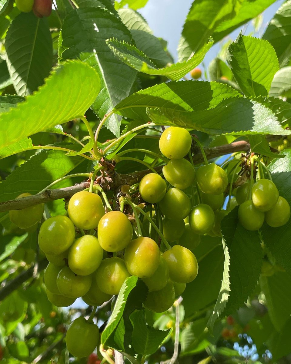 MathiasFarms1's tweet photo. Blushing beauties
#mathiasfarms #fonthill #pelham #niagara #niagarafarm #mypelham #cherrycrop #sweetcherries #comingsoon #mathiasfarmscherryseason2022 https://t.co/tUsKfXhGP7