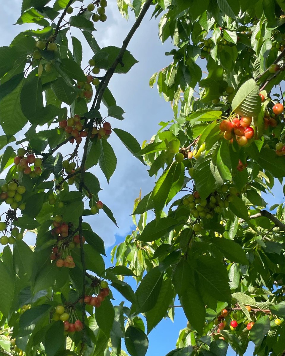 MathiasFarms1's tweet photo. Blushing beauties
#mathiasfarms #fonthill #pelham #niagara #niagarafarm #mypelham #cherrycrop #sweetcherries #comingsoon #mathiasfarmscherryseason2022 https://t.co/tUsKfXhGP7