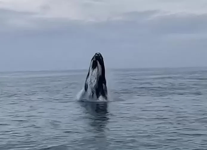 knokkeboat's tweet photo. Er zwemmen al enkele dagen regelmatig bultrug walvissen langs Knokke-Heist en Cadzand. Vandaag konden onze klanten dit van zeer dichtbij meemaken. Wil je ook proberen een mooie walvis te spotten? Boek snel je tochtje op https://t.co/Yr4WhMqGvJ  #bultrug

https://t.co/RpFWMby40e https://t.co/AbHWlM3fLd