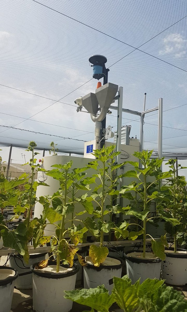 LIPME_Toulouse's tweet photo. [#Seminar] Séminaire de @NicoLanglade sur les travaux de l'équipe #LIPME_ASTR suivi de la visite des infrastructures @INRAE_PHENOTOUL
🤖Le robot #Phénomobile de l'UE AgroEcologie et Phénotypage des Cultures
🌻La plateforme de phénotypage haut-débit #HéliaPhen, sous un ☀️de plomb! https://t.co/VGnZIB5Trs
