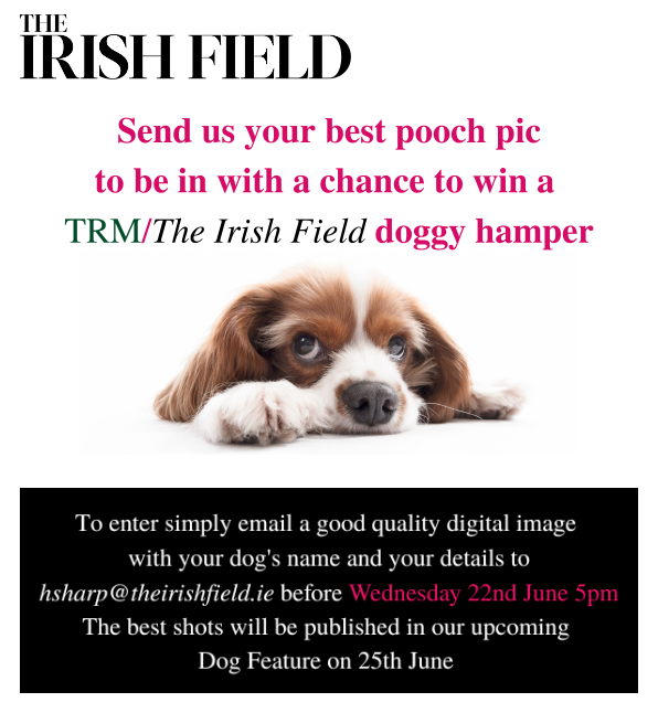 The Irish Field tweet media