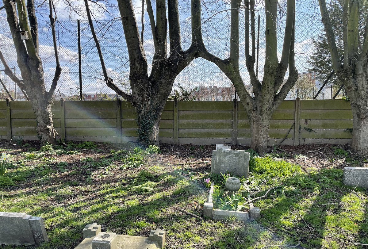 summerstown182's tweet photo. @lucyhneal A little inosculation in #StreathamCemetery as Mother Nature points the way to #FishpondsField & #TheGreenFieldsOfBloomingTooting @FOSC_Tooting @FFishponds https://t.co/MWG5rMJjBO