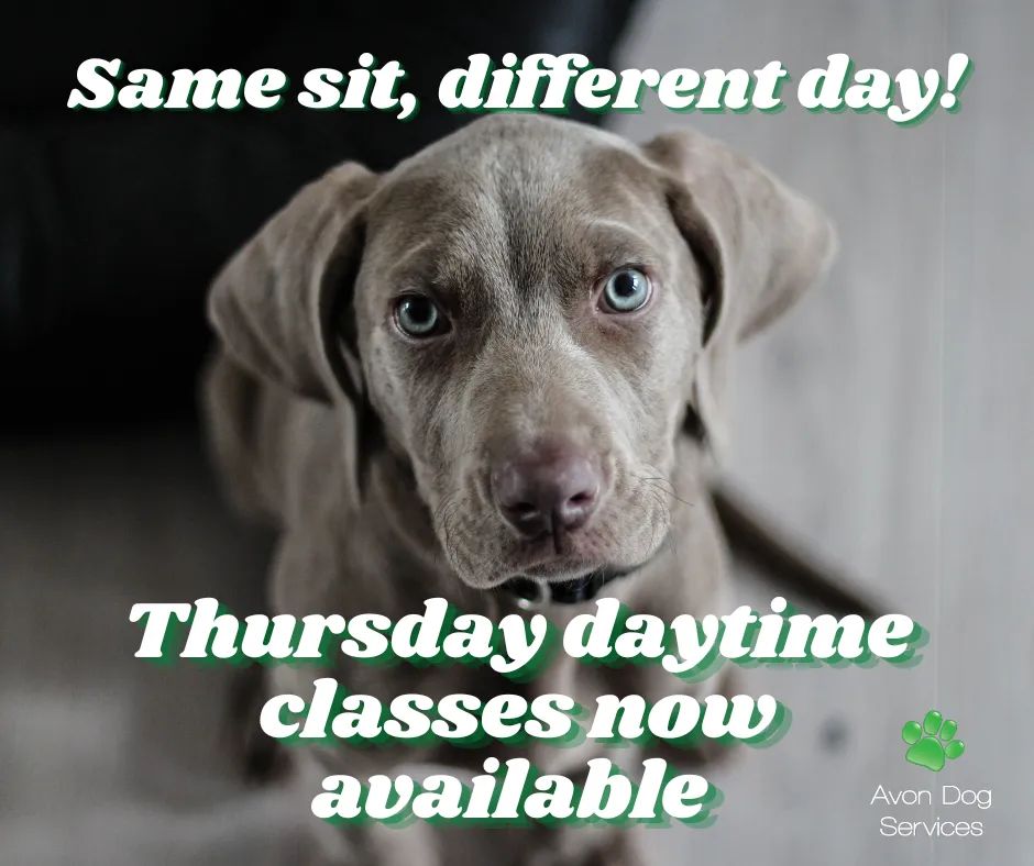 Avon Dog Services tweet media