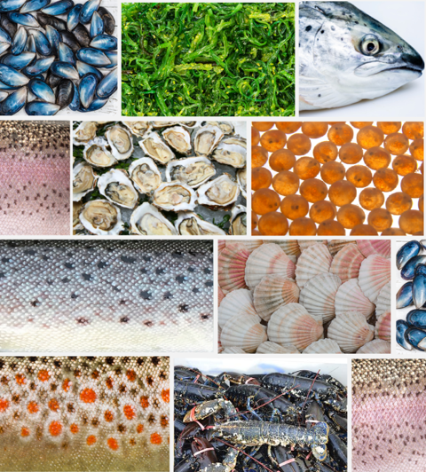 News on aquaculture innovation, collaboration, research funding &amp; science careers - mailchi.mp/2a16ec31c9e0/u…