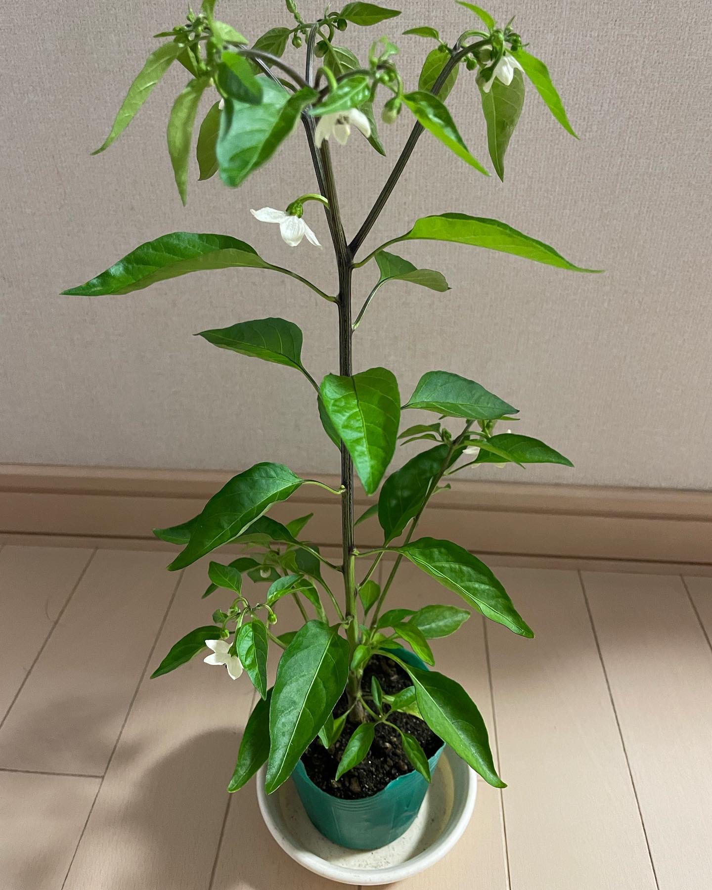 Jun K Al Twitter わかりにくいけど ししとうの花がまた咲いてたぁー 2個から6個に 下向きの花だから上手く撮れない ししとう ししとう栽培 家庭菜園 T Co Omp516qvnm Twitter Jun K Al Twitter わかりにくいけど ししとうの花がまた咲いてたぁー 2個から6個に 下向きの花だから上手く撮れない ししとう ししとう栽培 家庭菜園 T Co Omp516qvnm Twitter