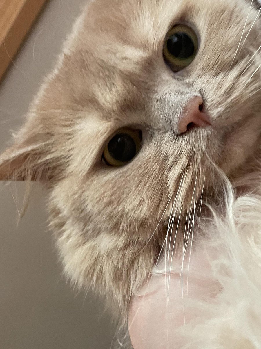 B1OO5H's tweet photo. 루니혀누 왜케 닮아띠...🐱🧡🧡🧡 https://t.co/QChYY1jwo6