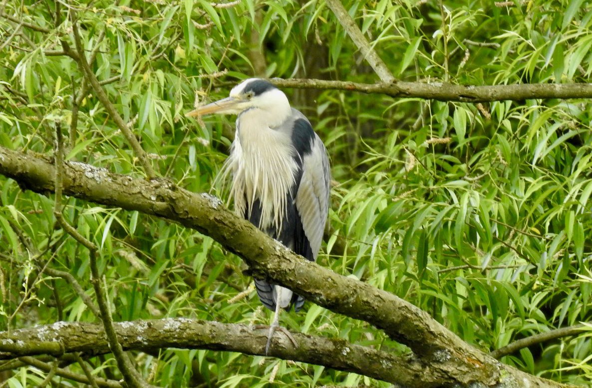 Heron looking for his Dinner at Newmillerdam <a href="/WkfdOfficial/">Wakefield Official News</a> <a href="/Expwakefield/">Experience Wakefield</a> <a href="/WakeExpress/">Wakefield Express</a> <a href="/Normanton0809/">Five Towns Gossip</a> <a href="/journoLeanneC/">Leanne Clarke</a> #wakefieldweekly