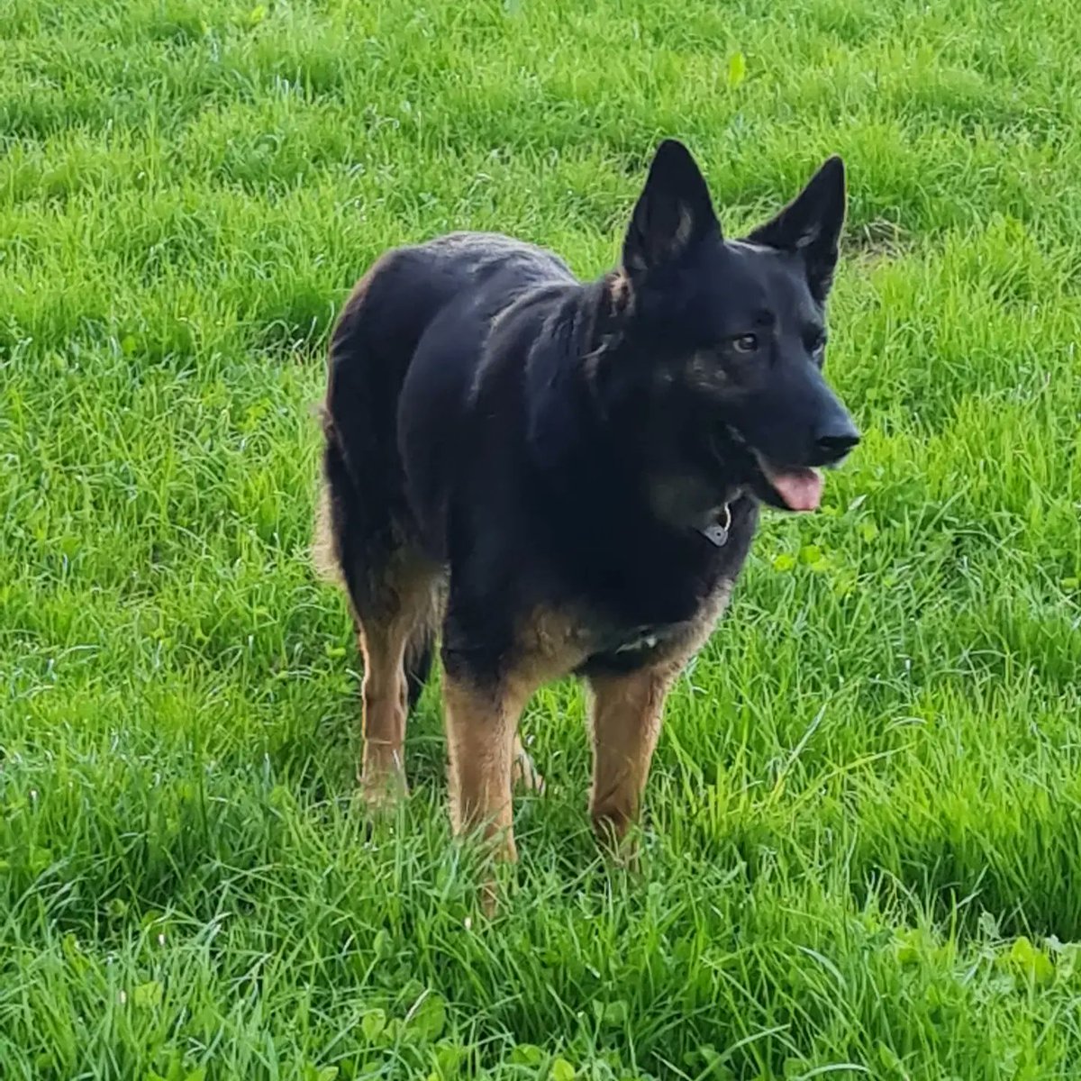 4 Paws Ponteland tweet media