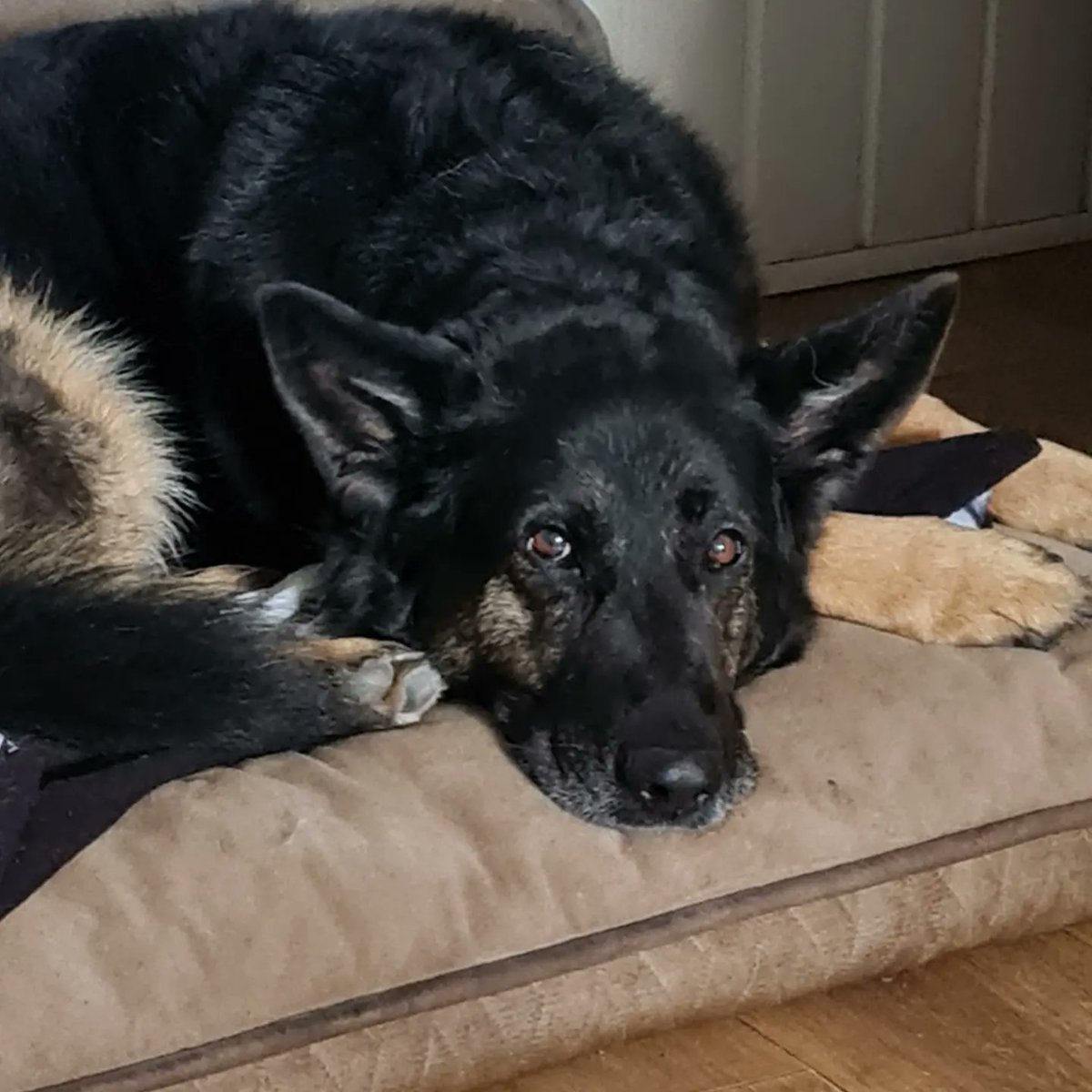 4 Paws Ponteland tweet media