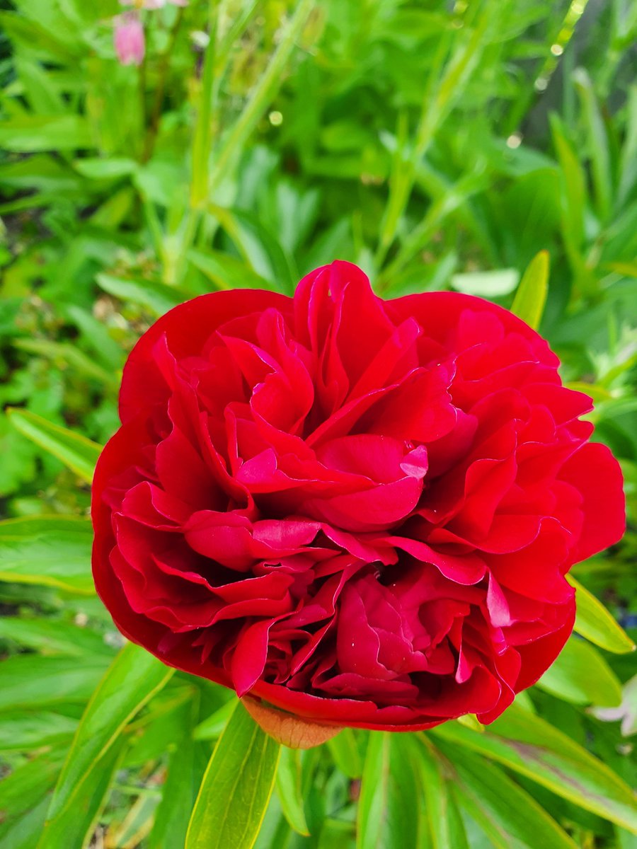 Blooming #beautiful today #allisone #peony #northtyneside <a href="/HigherEffectCIC/">Higher Effect CIC</a> <a href="/someonecaresorg/">SomeOne Cares</a>