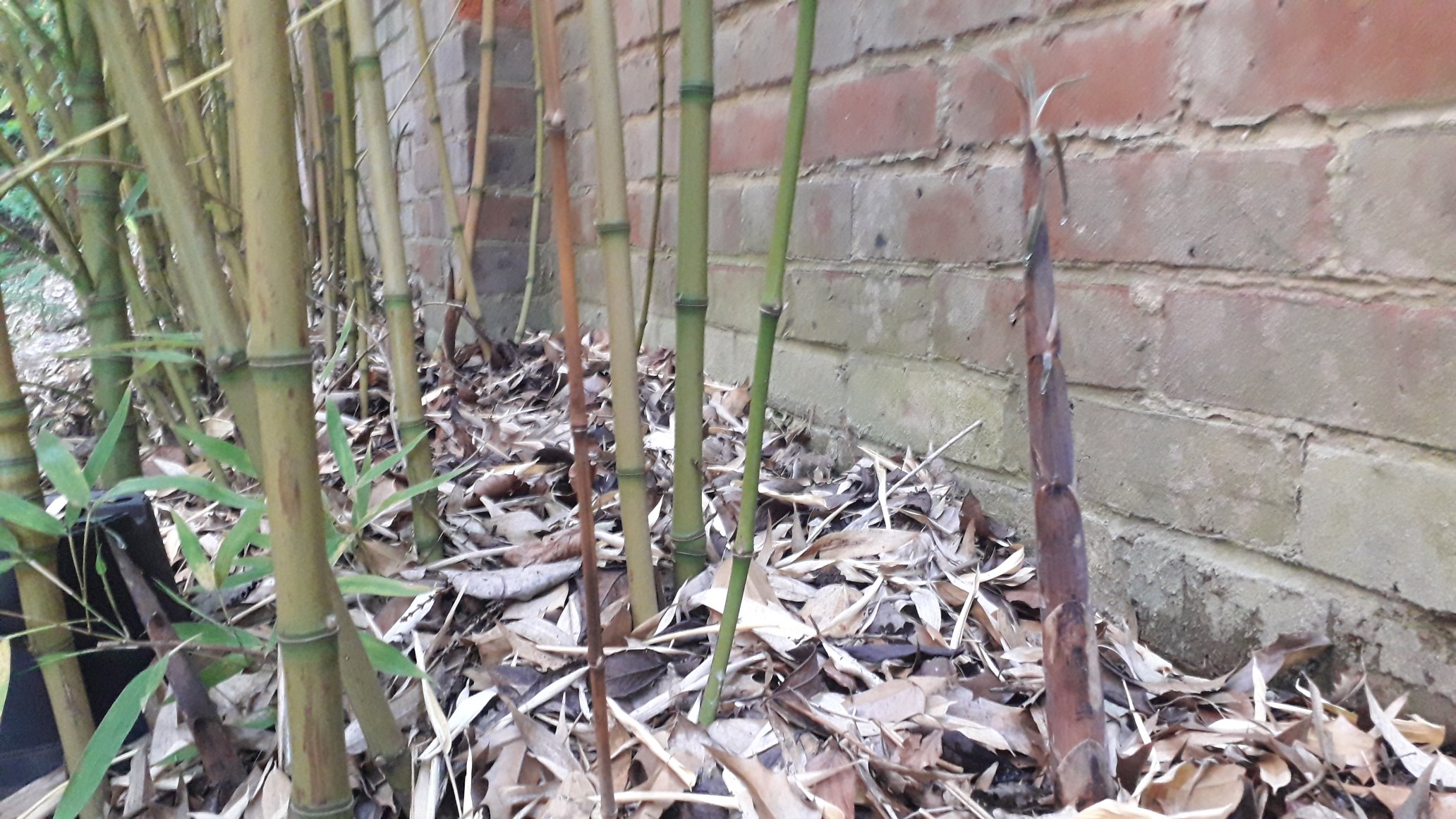bamboo root barriers UK
