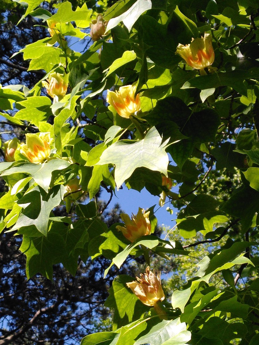 Ecofshop's tweet photo. Saw this amazing tree on my morning walk.
Does anyone know what it is? I've never noticed the flowers before.
Thank you in advance. ππ
#morningwalk #beautifultree #idplease #treeidwanted #identificationoftree #trees #treesinflower #floweringtree #lovenature #tuesdaymorning https://t.co/08JLzKkHh9