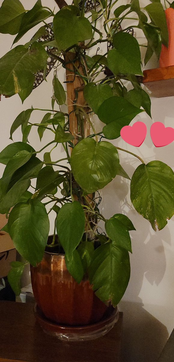 Love my plants