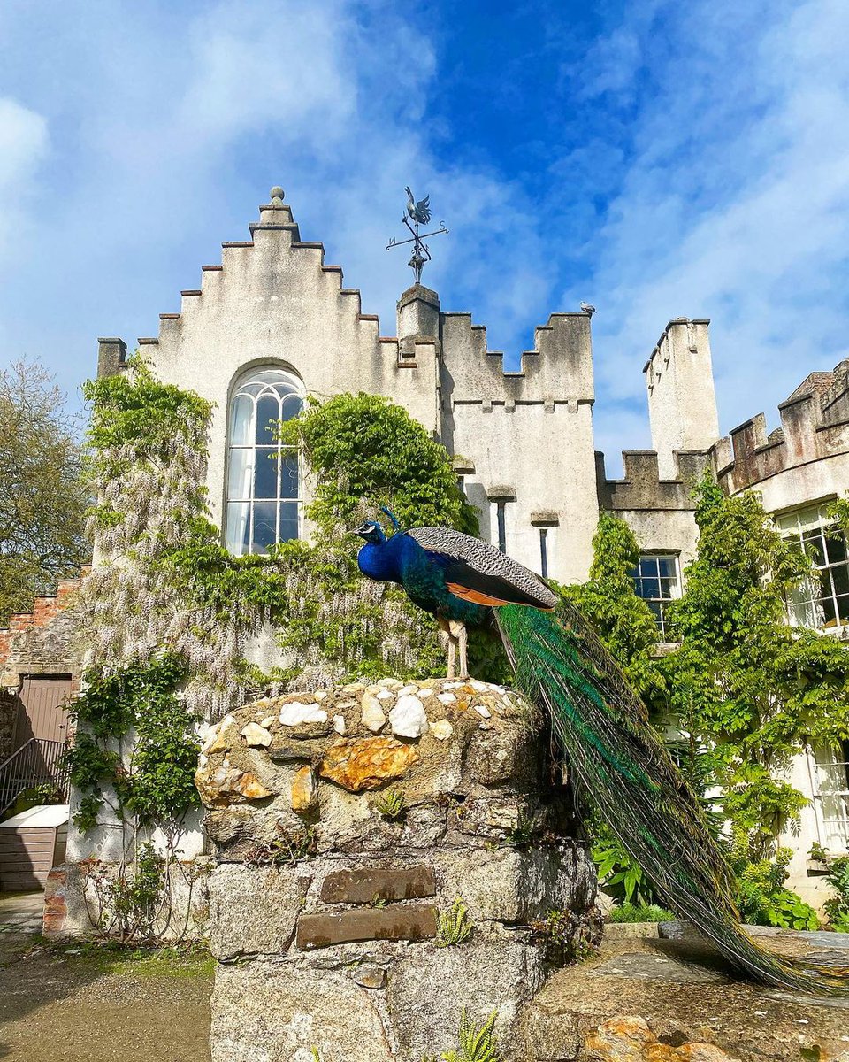ancienteastIRL's tweet photo. Hiding in the trees of #Carlow lies the impressive @HuntingtonCastl  🏰

Stop for a snack in the castle tearooms and say hi to the resident peacock when strolling around the gardens 👋 🦚  

📸 huntingtoncastle [IG]
#KeepDiscovering #IrelandsAncientEast https://t.co/XmlqqkDAJ9