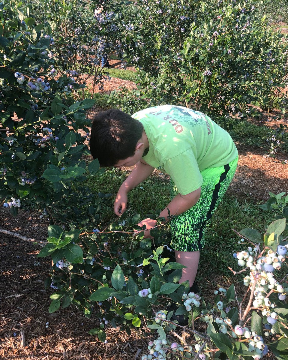 VaAgriculture's tweet photo. Winning the "Celebrate Local" category of the Virginia Agriculture Photo Contest is Valerie Dove with a pic of her son on their annual trip to Ratliff's Blueberry Farm in #Timberville for blueberries.  VA has many pick-your own farms to explore! #VaAgWeek https://t.co/Cd1vmNtlPh https://t.co/xVsQ47nLE7