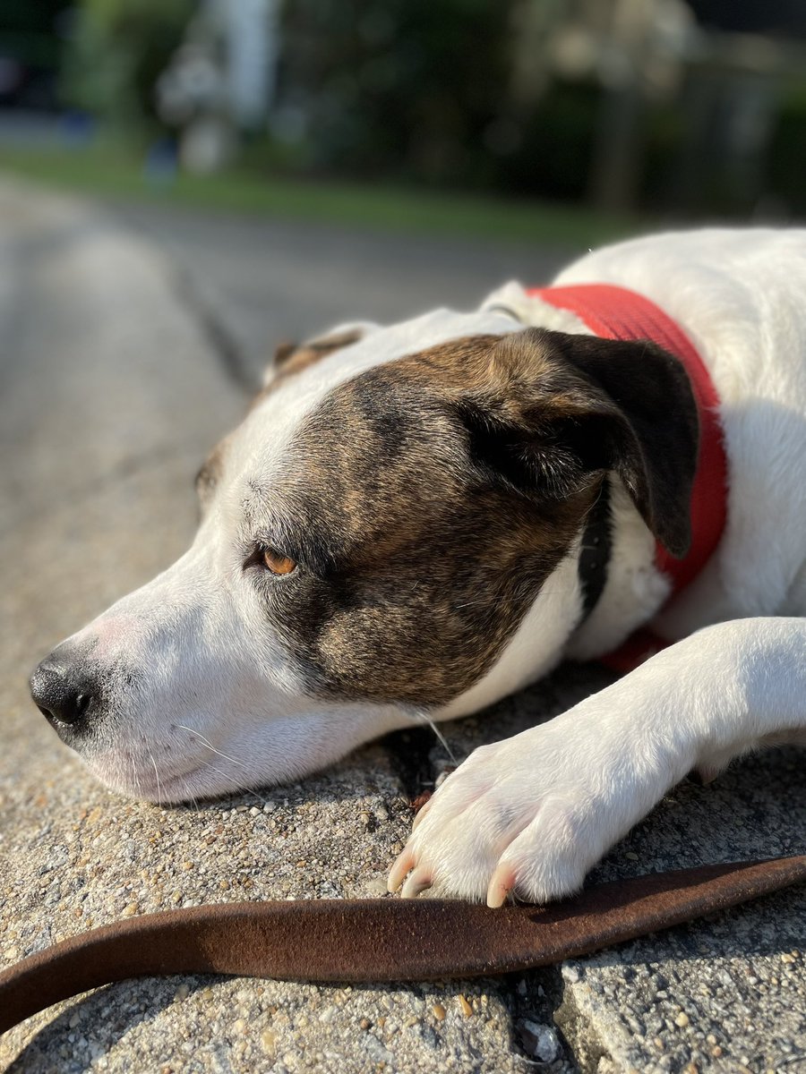 Quinn and The Buzz-Man tweet media