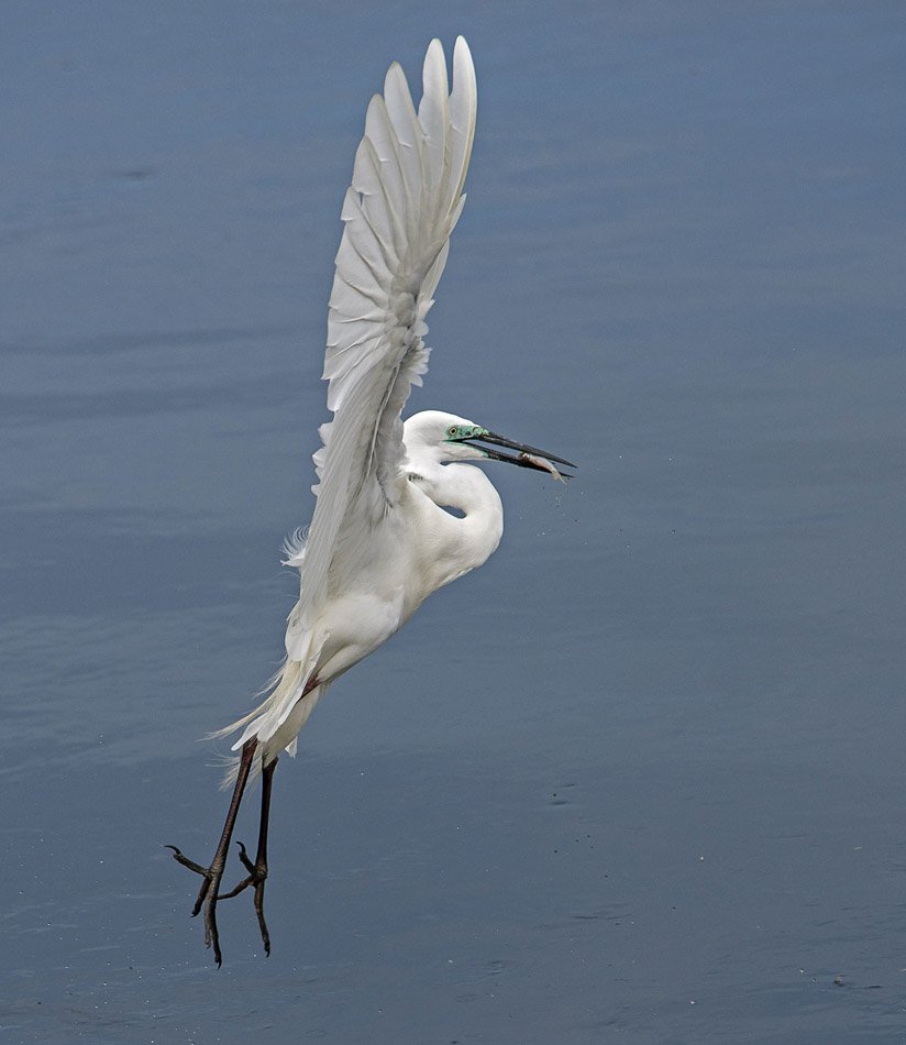 Egret of the Day