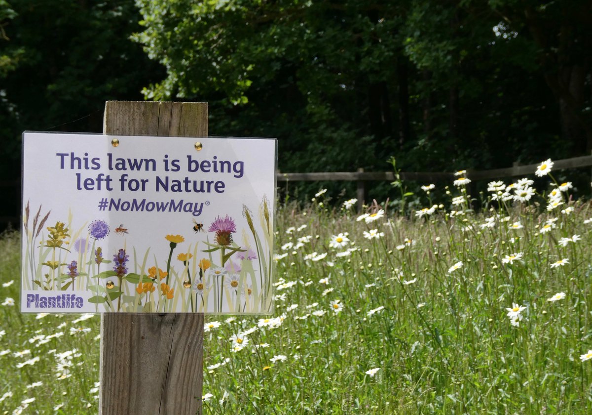 Look what happened when we stopped mowing some patches of lawn by our equine treatment rooms.
We hope that over time the area will develop and we look forward to seeing what will pop up next!