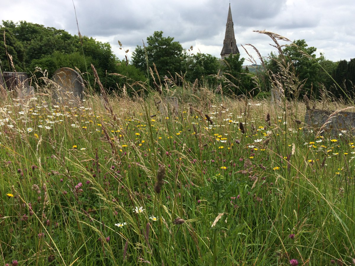 DrRCrossland's tweet photo. A surprising amount of outdoors time on Sunday given it was a conferencing day. Up through lovely #WestHillCemetery in the morning (photo), &amp; then lunch, 1 #VWoolf2022 panel, dinner &amp; some evening time in the garden. Day 12 of #30DaysWild / 43 of #365DaysWild #WildBeanAdventures https://t.co/zABBaSF7VB