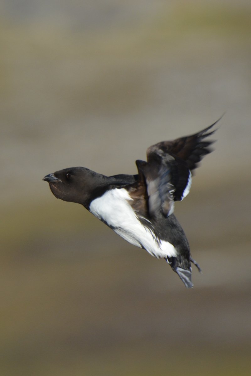 martyna_syposz's tweet photo. 🚨🚨 TWO PhD positions 🚨🚨
"What really matters for a High-Arctic zooplanktivorous seabird foraging in rapidly changing environment – prey size or energy content?"

Where? @Uniwersytet_GD &amp; fieldwork in Spitsbergen‼️
⏰Deadline 15 July 2022

More info on:
https://t.co/EkiWkh5OrT https://t.co/kdPD1vzEgk
