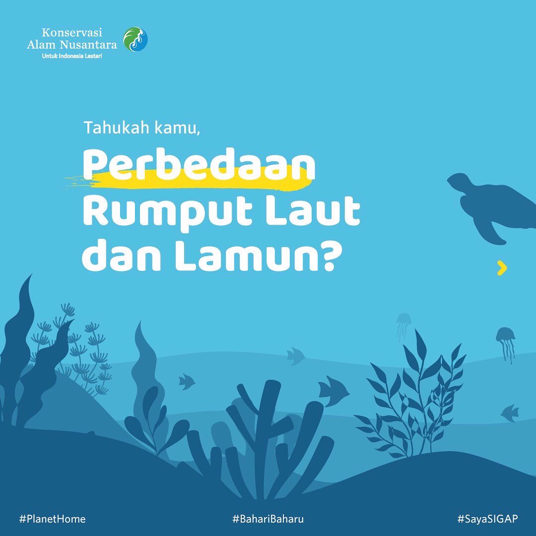 ykan_id's tweet photo. Rumput yang ada di laut.. tapi namanya lamun?
Ini, loh, bedanya rumput laut dan lamun!
Mana yang paling sering kamu lihat? Yuk, komen di bawah!
#BahariBaharu
#PlanetHome
#sayaSIGAP
#YKAN https://t.co/uS7XLDuU6Z