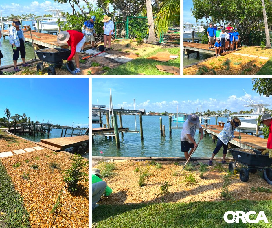 TeamORCA's tweet image. Installing native plants along your shoreline, allows nutrients &amp;amp; pollution from stormwater runoff to be filtered before entering the waterways. #upstreamsolutions #LandtoSea #TeamORCA #BufferedShorelines #bufferzones #IndianRiverLagoon
teamorca.org/buffered-shore… @11thHourRacing