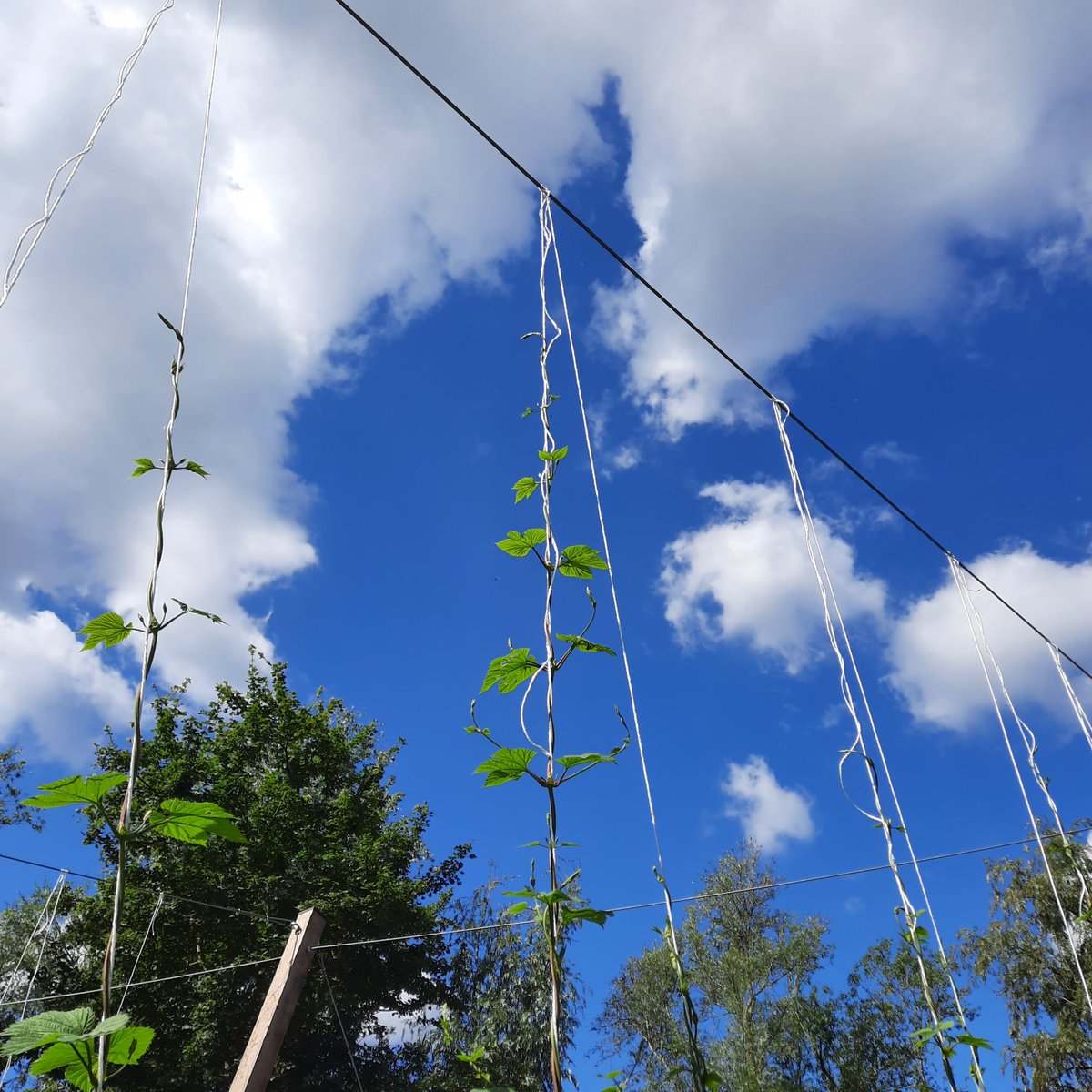 BrouwerijStijl's tweet photo. De eerste hop is bijna boven. En we zien de zijarmen al komen. Hieraan komen straks de hopbellen.
#hoptuin #utopiaeiland @weerwoud @FloriadeExpo #Floriade #floriadeexpo2022 #Almere #Brouwerij #bier https://t.co/bmaJmK8yaS