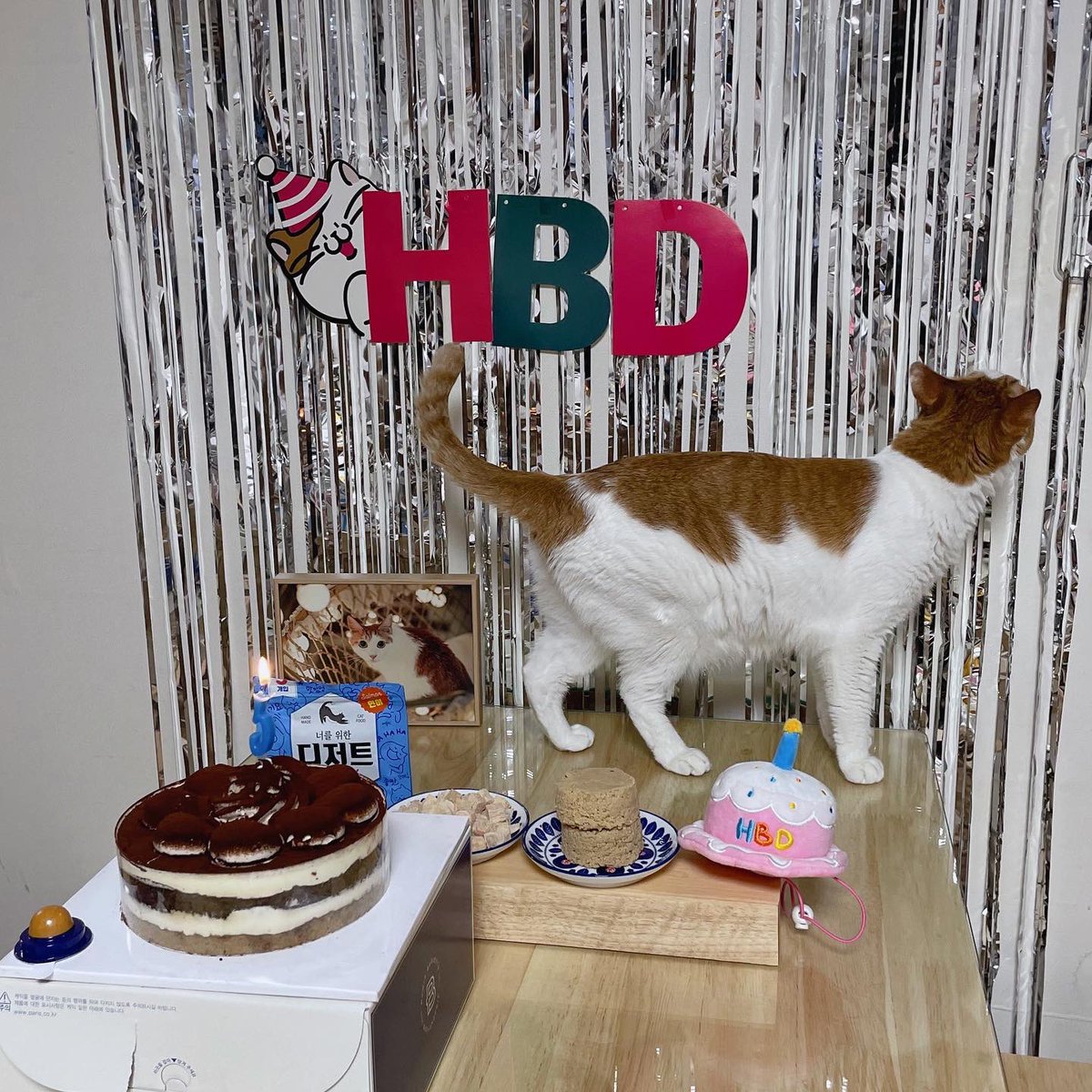 danbi0139's tweet photo. 우리집 고양이 단비가 벌써 5살(36살)이 되는 날이에요 :) 여전히 생일에 시큰둥한 단비씨..아무렴 앞으로도 건강만 했음 좋겠다🙏✨🍀단비씨 사랑해💛 https://t.co/47wicMyeOA