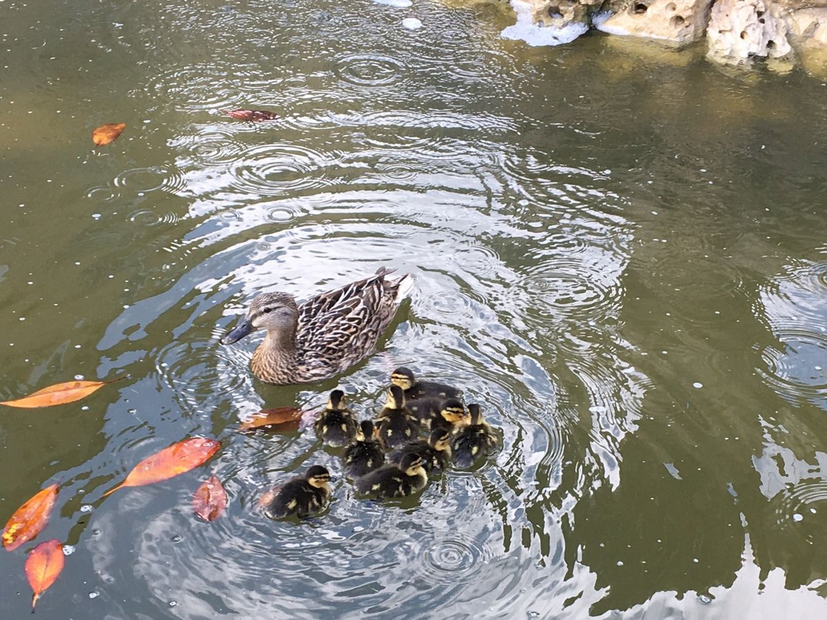 OxQuackademics's tweet photo. Live from our reporter @AlicePurk, we have this new adorable image! 😍😍😍 https://t.co/MQHrJFAEQL