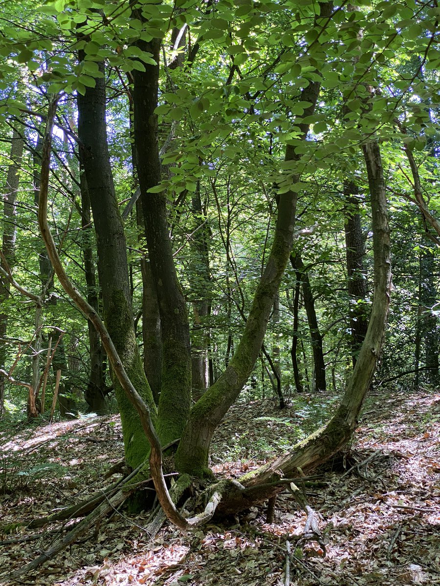 BoswachterFrans's tweet photo. Fotosessie met gezellige fotografe voor het @ZilverenKruis zit er ook weer op. Was leuk om te doen #bosbad #bosbaden #shinrinyoku @shinrinyoku_EU #Oisterwijksebossenenvennen @Natuurmonument @InHetGroeneWoud @VanGoghNP @VanGoghBrabant https://t.co/2rMUzESvlm