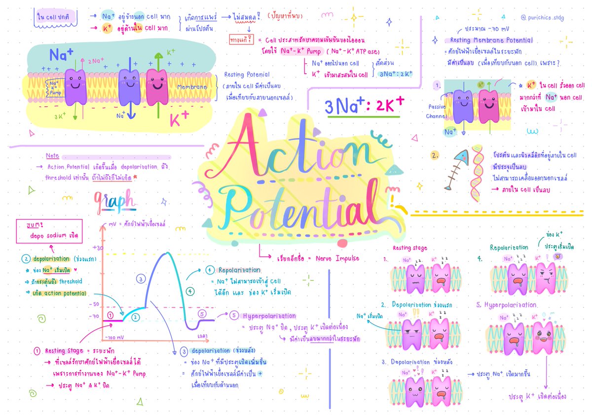 แจกสรุปชีวะ เรื่อง Action Potential 🐥🌈
ไฟล์ : drive.google.com/file/d/1-S4qw4…
#dek66 #dek67