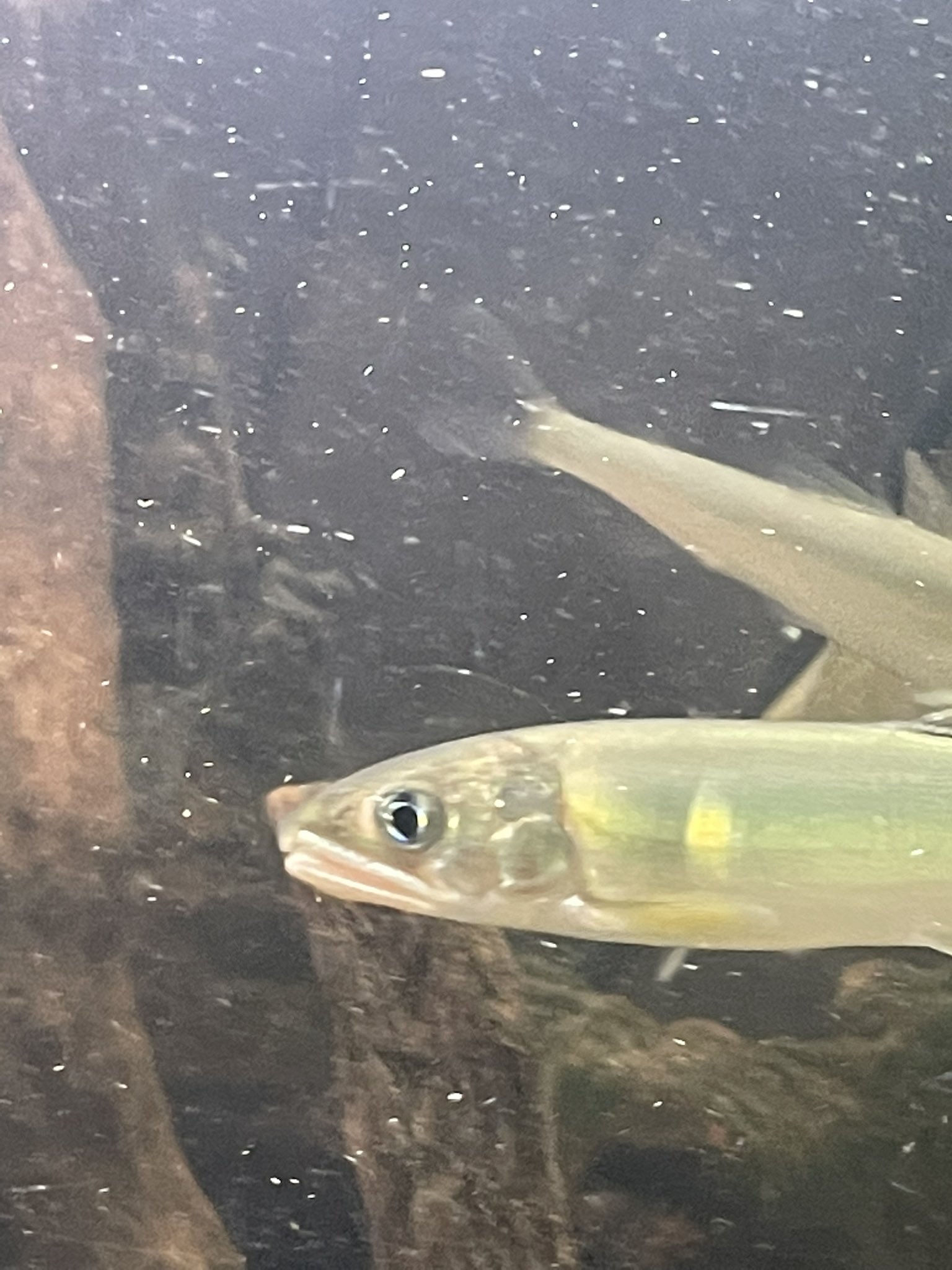 淡水魚飼育 Twitter Search Twitter