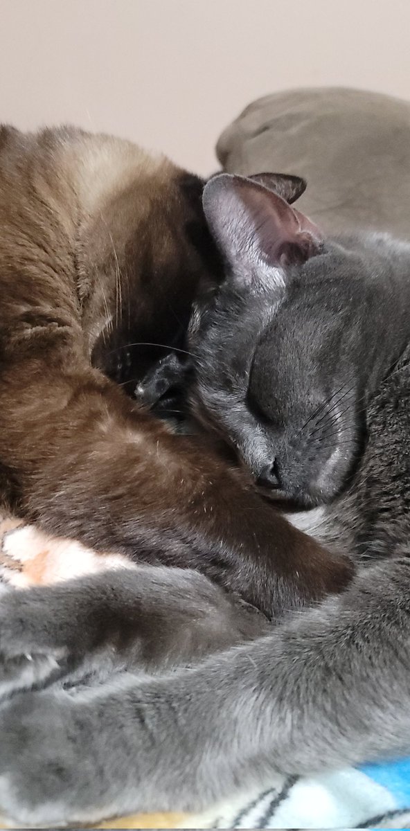 bchaisson19's tweet image. 