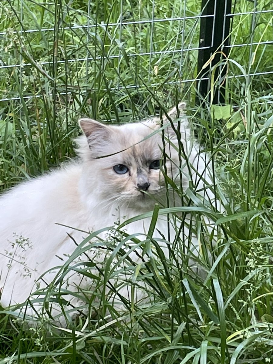 Sssshhhh i is hiding!!!