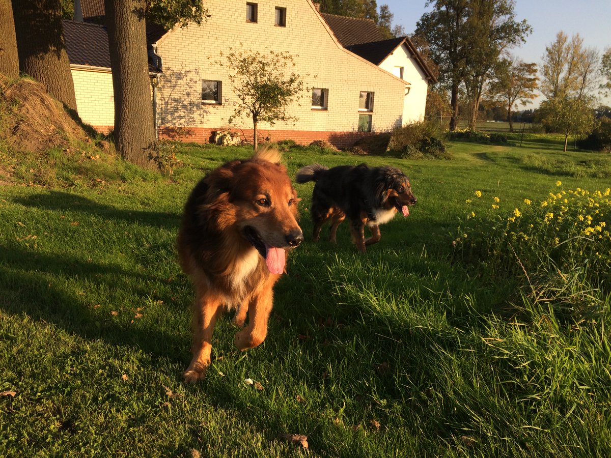 Mein Papi ist tot!
😭😭😭
Er musste gestern wegen eines großen Tumors eingeschläfert werden.
Können wir ihn bitte einmal durchs Rudel schicken? Bitte. 
Run free Chili! 
🌈13.06.2022
#Fuckcancer