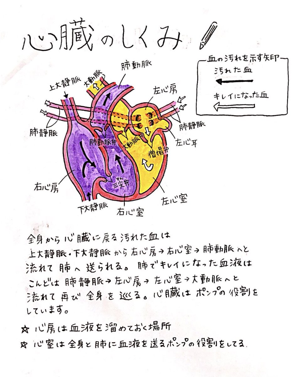 ✏️お仕事✏️
心臓弁膜症の手術体験記の挿絵、図解を描きました。
個人様の依頼で非売品のご著書ですが勉強になりつつ楽しく描かせて頂きました 