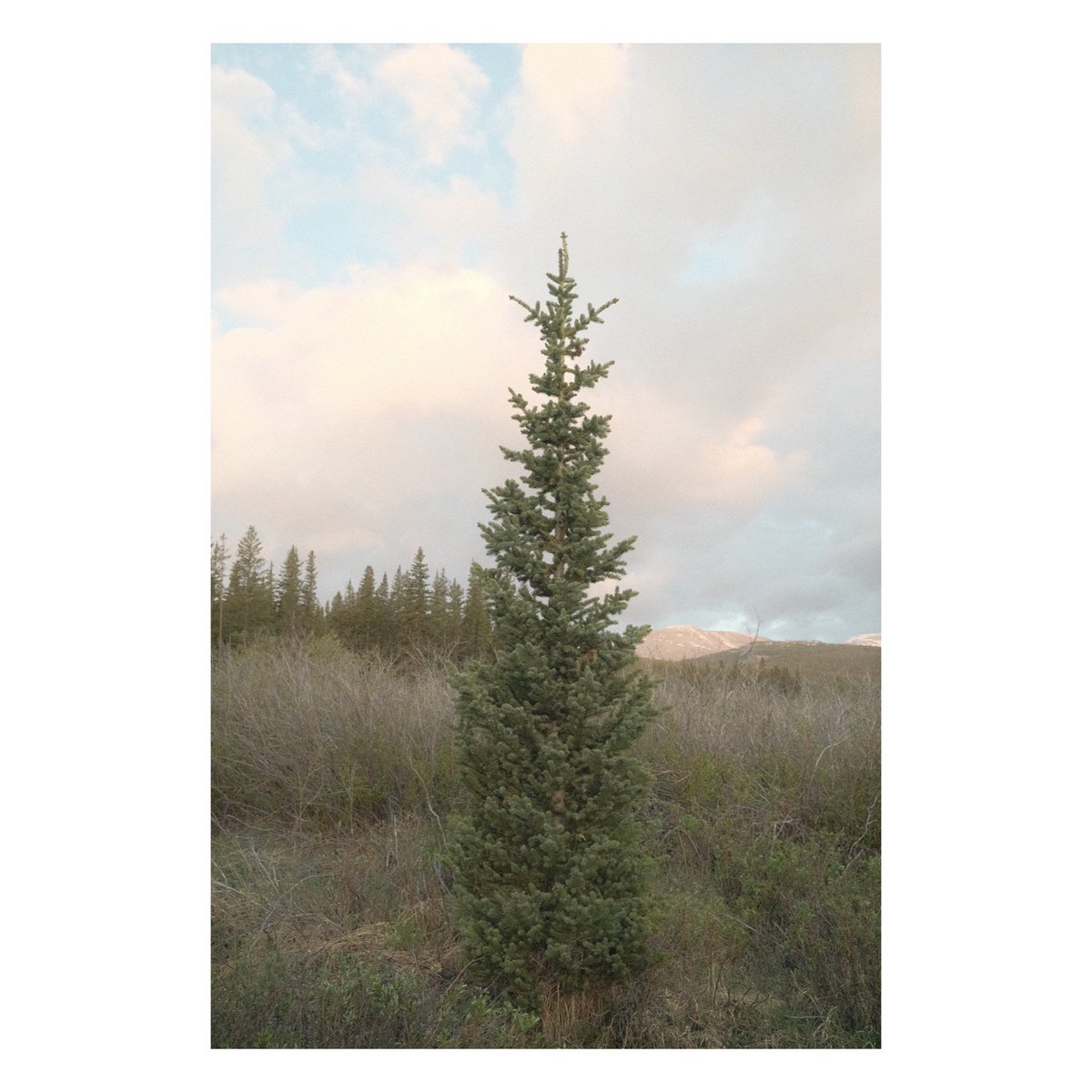 ThatsDanO's tweet photo. Tree #x100v #fuji #fujifilm #fujix #colorado #sunrise https://t.co/7hHz6ZyTGQ