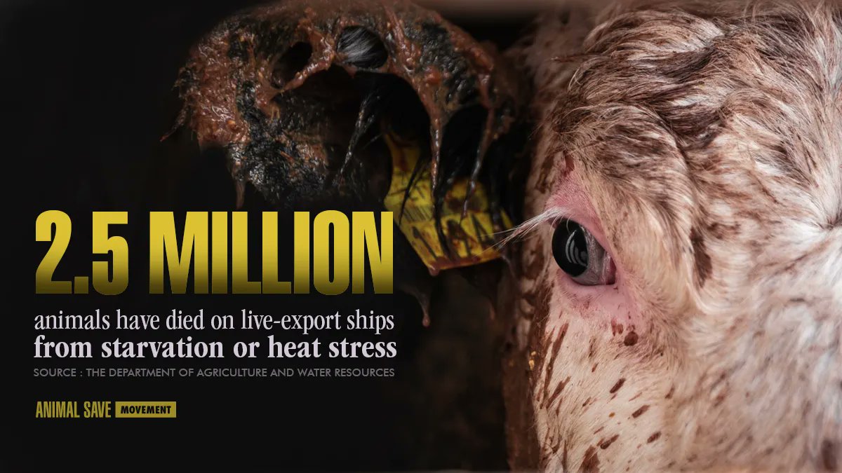 AnimalSaveCA's tweet image. Animals suffer in overcrowded spaces without proper ventilation, no room to lie down

In summer temperatures soar and conditions become unbearable
#BanLiveExports
@EUAgri @EU_Health