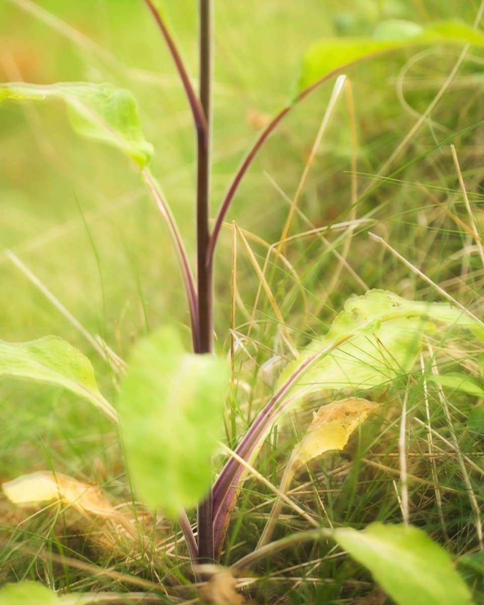 Udkantdk's tweet photo. Blurry days, life is a haze 🥹 pt. 2

#photography #nature #NaturePhotography #photo #satmefedtierher https://t.co/vXAJiuMqNM