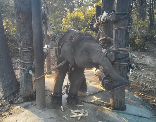 stae_elephants's tweet image. STAE’s 7 year campaign for law to ban UK advertising of brutal overseas tourism “attractions” that torture Asian elephants and all species gets ever closer to success, after our daily pressure on Govt, with promise of a Private Members’ Bill being introduced imminently.