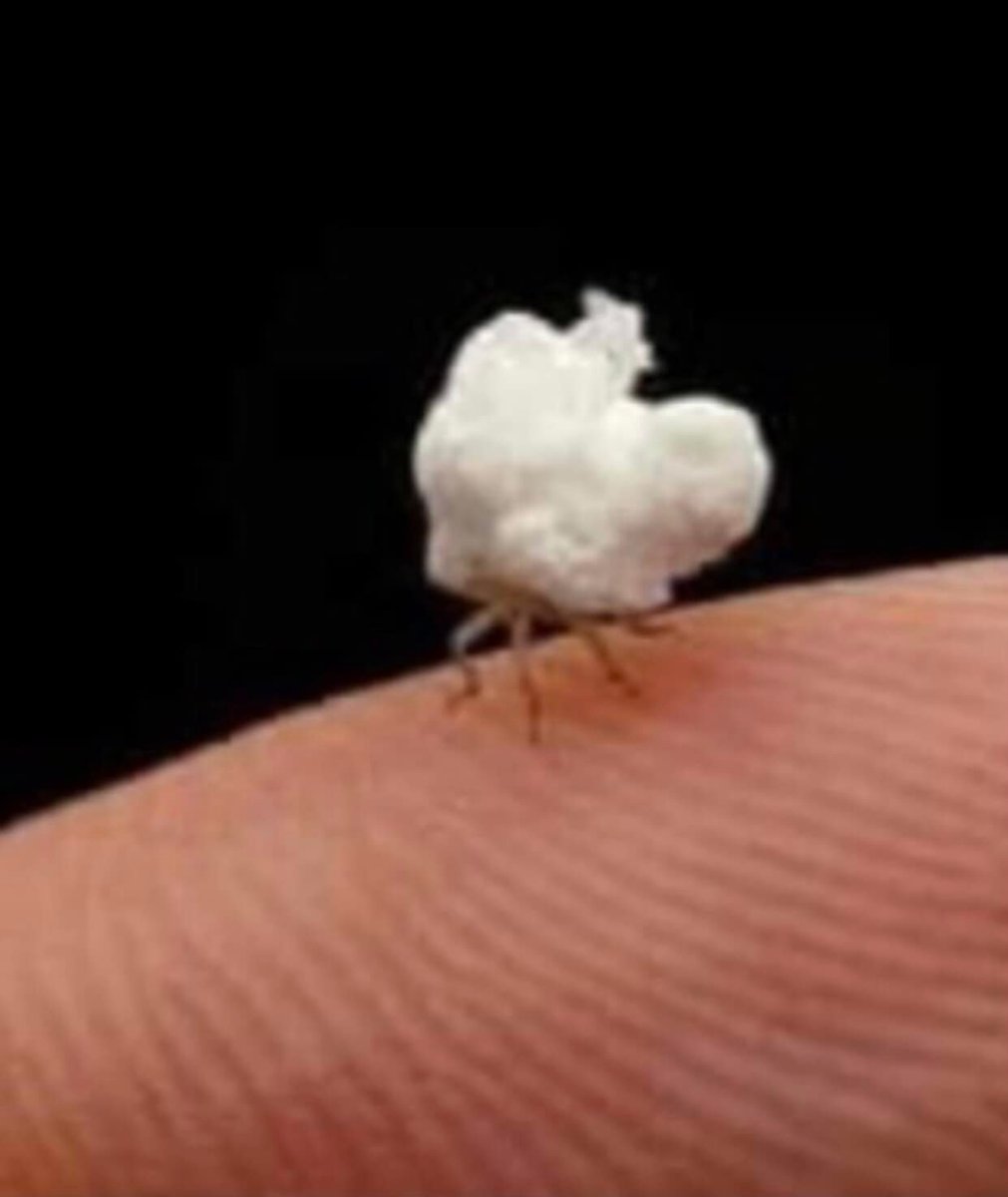IPBES's tweet photo. Have you heard of the Flatid Planthopper Nymph?☁️

An Amazonian insect that looks just like popcorn with tiny legs, it is covered in protective waxy filaments that make it look like a fluff of cloud or a popped kernel ☁️

📷via @FabulousWeird https://t.co/mUQEveuBKo