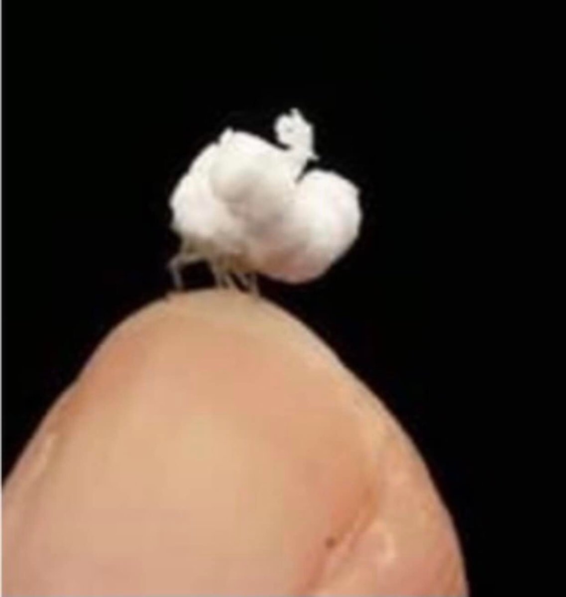 IPBES's tweet photo. Have you heard of the Flatid Planthopper Nymph?☁️

An Amazonian insect that looks just like popcorn with tiny legs, it is covered in protective waxy filaments that make it look like a fluff of cloud or a popped kernel ☁️

📷via @FabulousWeird https://t.co/mUQEveuBKo