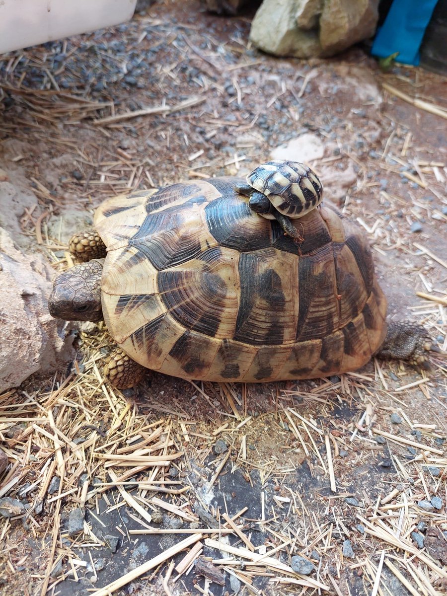 Bart Verwaaijen tweet media