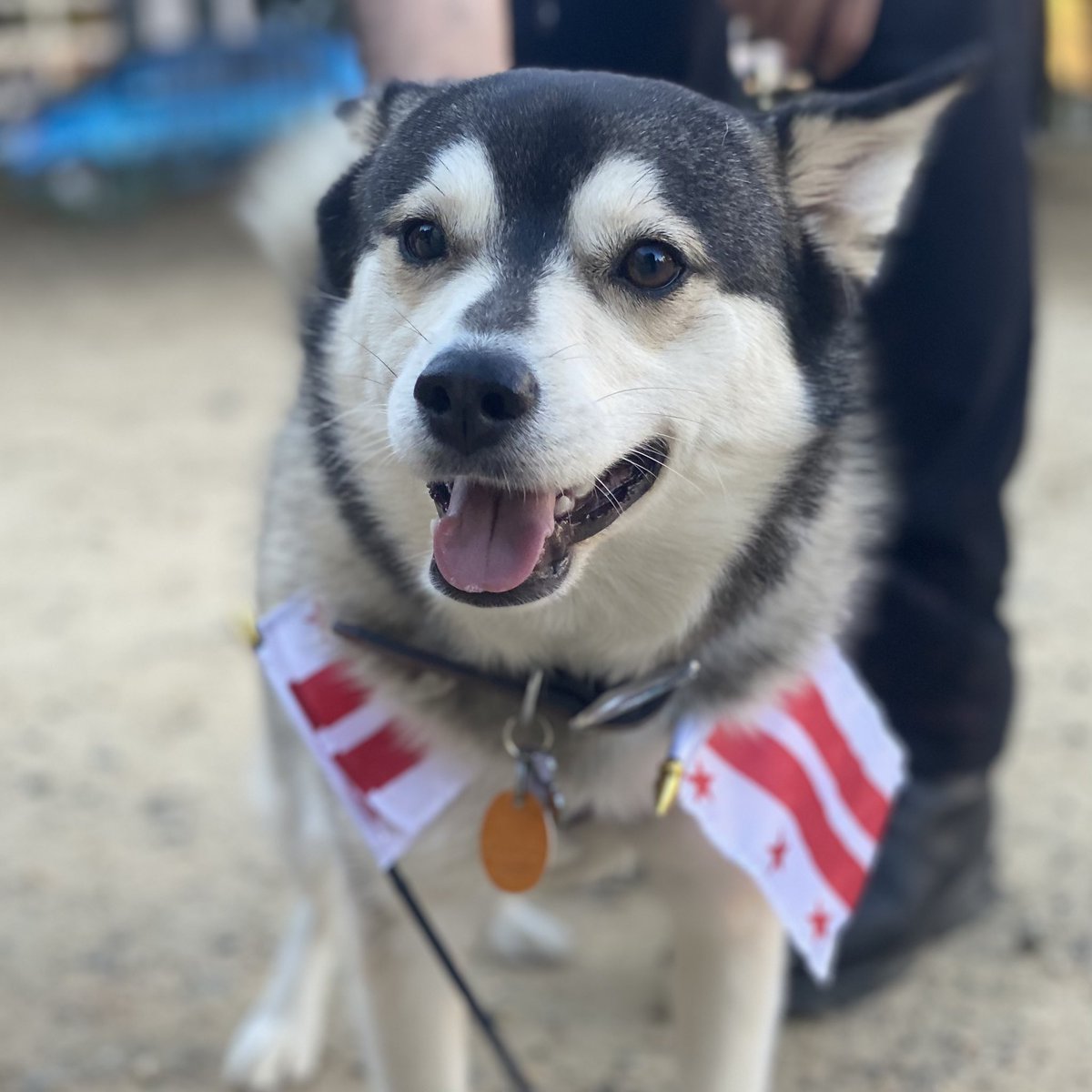 11thandBark's tweet photo. #dcflagday https://t.co/ROVeHE2NXP