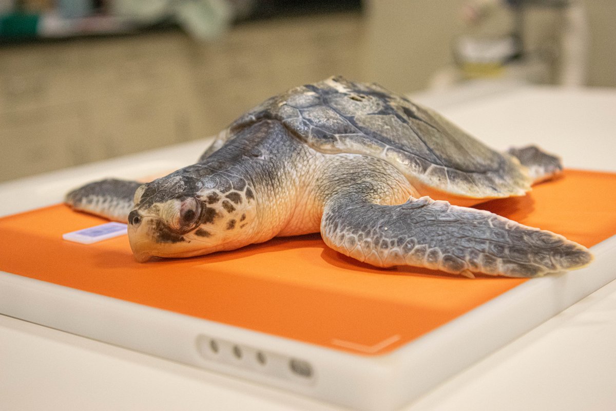 houstonzoo's tweet photo. Five sea turtles were brought into the Zoo’s hospital thanks to our partners at Texas A&amp;M University at Galveston’s @SeaTurtleCenter. Our veterinary staff evaluated each of the sea turtles before determining a treatment plan for each: https://t.co/daC0M9aXdZ

#WorldSeaTurtleWeek https://t.co/u9fZTcd2xY