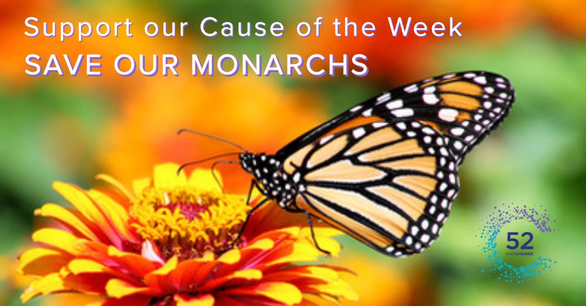 52andC's tweet photo. Our Cause of the Week is @SaveOurMonarchs! We're raising as many $1-$10 donations as we can to support their efforts to save the monarch butterfly. Visit https://t.co/e94HQBLyiT for more. $500 match! https://t.co/TOKCT3YaXi